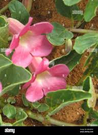 Image result for Harpagophytum zeyheri