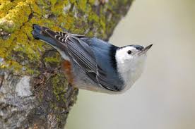 Birds Blooms Magazine Telephone Number White Breasted Nuthatch Attracting Birds Birds And Blooms Nuthatch Bird Species Backyard Birds