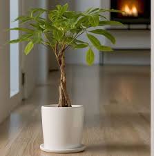 Image result for pachira obrázek