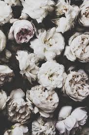 Photographer Hannah Lemholt In 2020 Flowers Photography Wallpaper Iphone Wallpaper Vintage Flower Flower Background Iphone