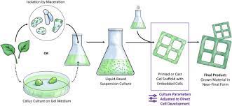 Check spelling or type a new query. Tunable Plant Based Materials Via In Vitro Cell Culture Using A Zinnia Elegans Model Sciencedirect