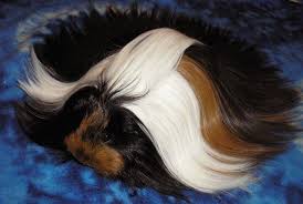 So i will give a discount and sell t 53 Guinea Pigs With The Most Majestic Hair Bored Panda