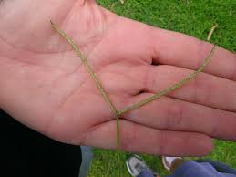 Image result for Paspalum conjugatum