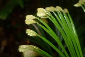 Image result for Schizaea