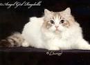 Adult/ Retired Available - Rose Cottage Ragdolls