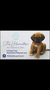 You can help by finding puppies. The Hamilton Pet Resort And Spa Home Facebook