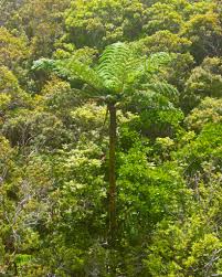 Image result for Cyathea manniana