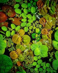 Salvinia minima interspecic competition disturbance herbivory population dynamics. Fifty Shade Of Green Plantedtank Dwarf Lettuce Salvinia Minima Azolla Red Roots Floaters Frogbite Shades Of Green Red Roots Aquatic Plants