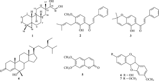 Image result for Erythroxylaceae