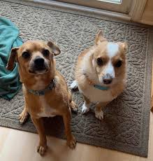 Hey everybody, Looking at getting some winter boots for my girl to protect  her feet from wet and cold. Are they particually for greyhounds like  special kinds i should buy or are