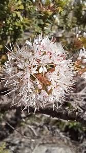 Image result for Rutaceae