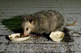 That possum can do a lot of damage to a cat in a very short amount of time. Virginia Opposum In Southern Ontario