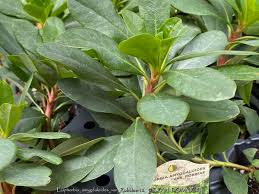 Image result for Eriosema robinsonii