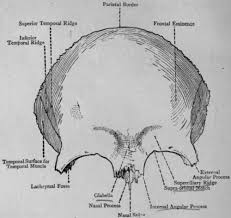 Image result for Frontal Bone
