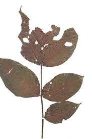 Image result for Lannea welwitschii