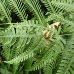 Image result for Pteris linearis