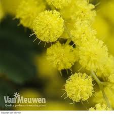 Image result for Acacia dealbata