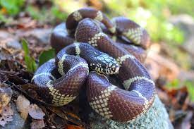 California king snake california king snakes have a large diversity of morphs but, when scrolling through the web, it isn't easy to find a full… high white morphs are similar as with the body of the snake remaining a pale white and less of the black popping through as the white body obscures but. California Kingsnake Wikipedia