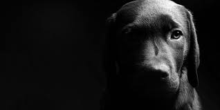 Black And White Dog Wallpapers Widescreen Is 4k Wallpaper