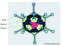 Angines de l'adulte et de l'enfant et les cellules cibles des adénovirus sont principalement de nature épithéliale, dans la conjonctive et les tractus. Jci Replication Selective Adenoviruses As Oncolytic Agents