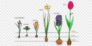 Bulb Bolgewas Umbi Bunga Tulip Pencetakan Ara Anak Rumput Png Pngegg