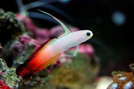 Firefish Easy Care Saltwater Aquarium Fish Saltwater Fish Tanks Aquarium Fish