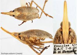 Image result for Scorodophloeus