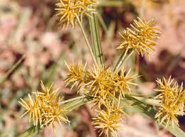 Image result for Cyperus esculentus