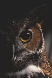 Pin By Melinda Duncan On Birds Owl Photography Owl Eyes Pet Birds