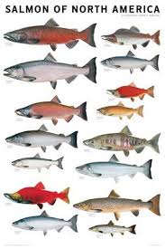 Very Nice Color Salmon Identification Chart Www