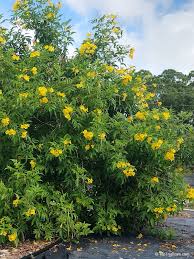 Image result for Tecoma