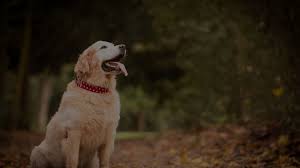 And its registration expires in 9 years. Services Vet In Kokomo Northeast Animal Clinic