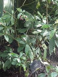 Image result for Psychotria bugoyensis