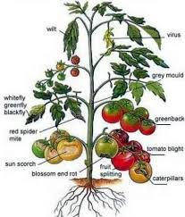 Maybe you would like to learn more about one of these? How To Plant Tomatoes Like A Pro