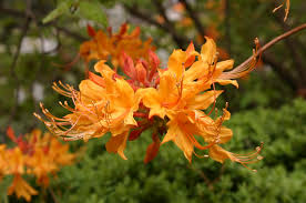 Mature trees with dense canopies, such as maples and oaks, will provide full. Lists Of Native Plants For Georgia Walter Reeves The Georgia Gardener