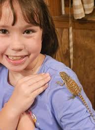 Natural materials to avoid for bearded dragons