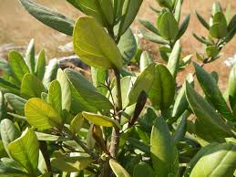 Image result for Anisotes sessiliflorus