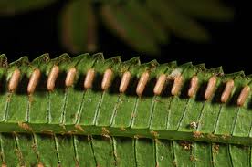 Image result for Ptisana