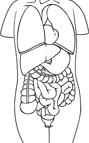 This section includes, enjoyable coloring pages, free printable homework, human body coloring pages and worksheets for every age. Organs Coloring Pages Coloring Home