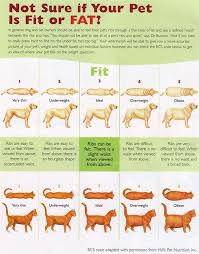 is your dog or cat fit or fat check out this cool