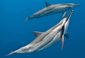 Dolphins alternate which half of the brain is sleeping periodically so that they can get the rest they need without ever losing consciousness. Cetaceans All About Whales Dolphins And Porpoises Dive Training Magazine