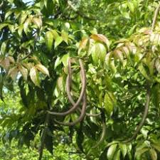 Image result for Dolichandrone alba