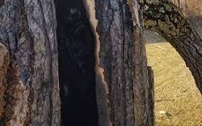 Michigan Tree Diseases M A All Seasons Tree Service Oak Wilt