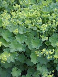 Image result for Alchemilla johnstonii