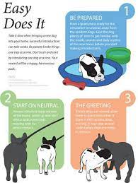 Maybe you would like to learn more about one of these? How To Introduce A New Puppy Into Our Home Introducing A New Dog Dog Training Easiest Dogs To Train