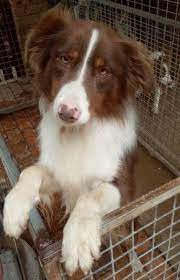 Border Collie Puppies Offered By Registered Breeder Breeder No 4004274940 Chocwhite And Choc Tris Will Be Fully Worme Big Dog Breeds Collie Puppies Collie Dog