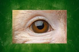 Did you know these fun facts and interesting bits . Quiz Can You Guess These Animals From Their Eyes The Delite