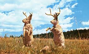 We did not find results for: The Jackalope Hubpages