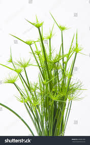 Image result for Cyperus haspan