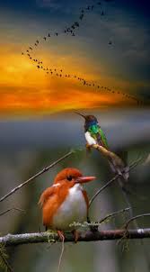 Pin On 2 Birds پرندے